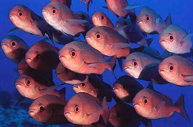 Pinjalo Snapper (Pinjalo pinjalo)