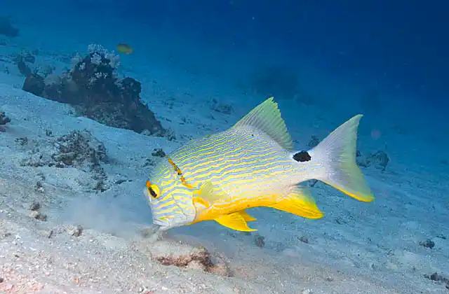Sailfin Snapper (Symphorichthys spilurus) Mature adult foraging on sandy coral reef slope for small crabs and shells.