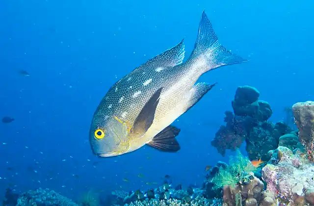 Midnight Snapper (Macolor macularis) or Seaperch.