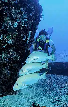 Diver with Netted Sweetlips (Plectorhinchus flavomaculatus) on the USS Tucker shipwreck.