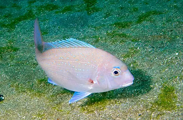 Red Seabream (Pagrus major)
