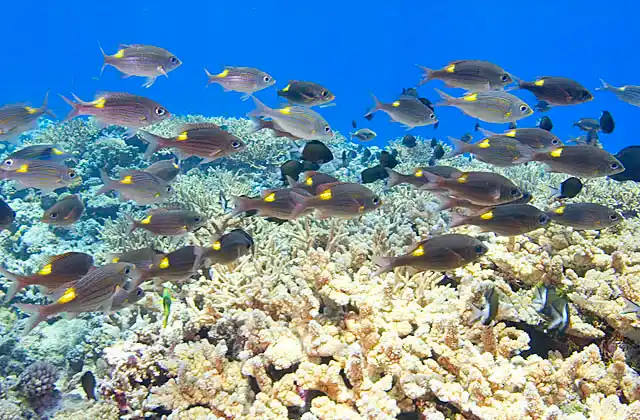 Gold-lined Sea Bream (Gnathodentex aurolineatus) schooling over coral reef.
