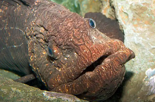 Bering Wolffish (Anarhichas orientalis)