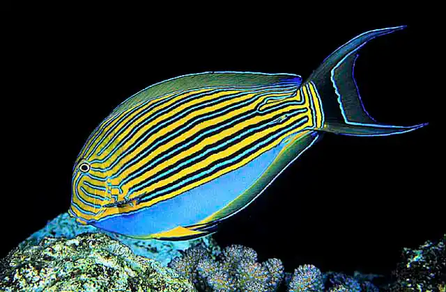 Striped Surgeonfish (Acanthurus lineatus)
