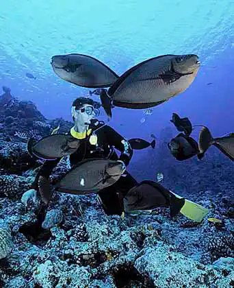 Vlamings Unicornfish (Naso vlamingii) with diver.