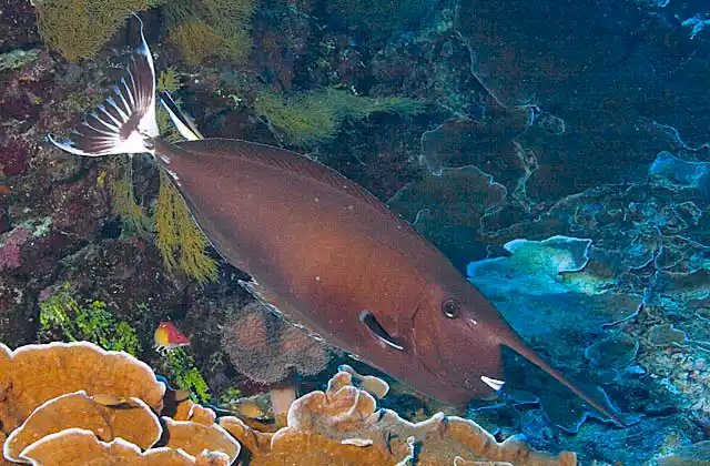 Whitemargin Unicornfish (Naso annulatus) with distinctive horn, evident in mature adults, being cleaned by Bicolor Cleaner Wrasse (Labroides dimidiatus)