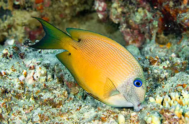 Goldring Bristletooth (Ctenochaetus strigosus) foraging on coral reef..