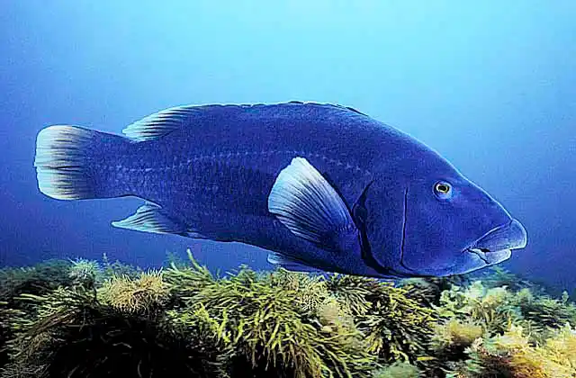 Western Blue Groper (Achoerdodus gouldii)