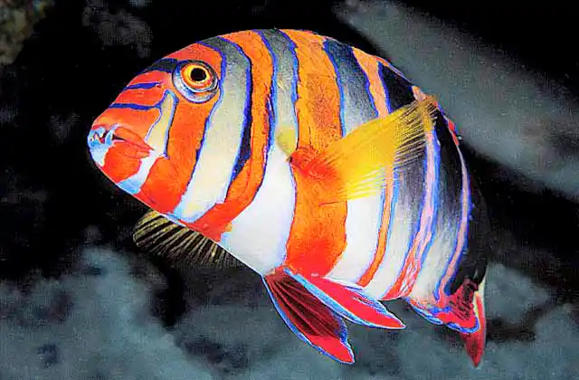 Harlequin Tuskfish (Choerodon fasciatus)