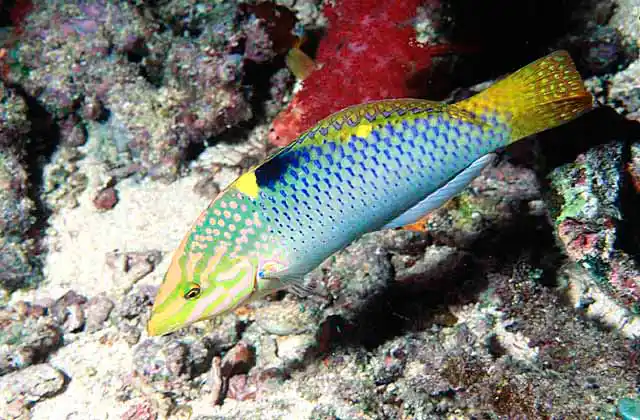 Checkerboard Wrasse (Halichoeres hortulanus)