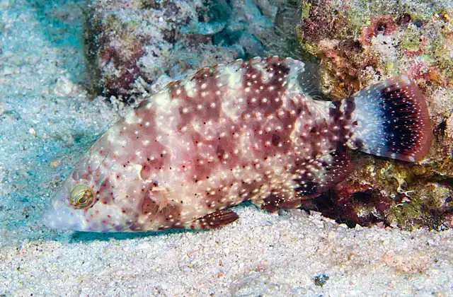 Floral Maori Wrasse (Cheilinus chlorourus)