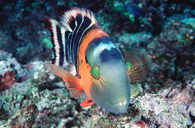 Redbreasted Maori Wrasse (Cheilinus fasciatus) Male colouration.