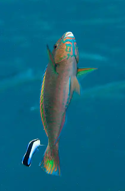 Bicolor Cleaner Wrasse (Labroides dimidiatus) attending to Parrotfish who has adapted a vertical posture to attract the wrasse.