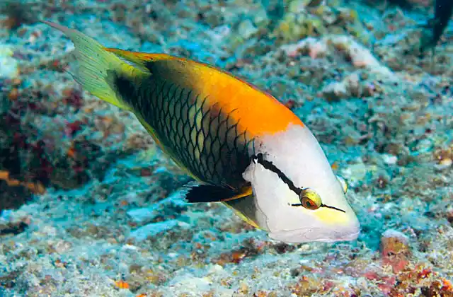 Slingjaw Wrasse (Epibulus insidiator) Mature adult colour phase.