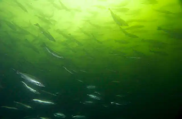 Atlantic Salmon (Salmo salar) schooling in tannin rich waters in upper estuary.