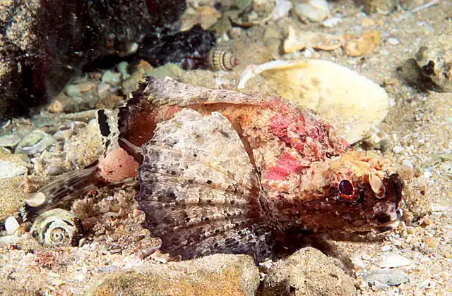 Goblinfish (Glyptauchen panduratus)