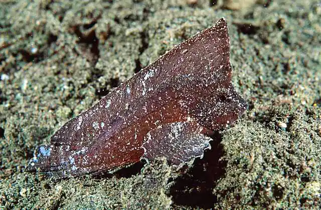Cockatoo Waspfish (Ablabys taenianotus) Cryptic bottom dwelling fish which imitates dead leaf matter.