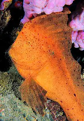 Red Indianfish (Pataecus fronto) Camouflaged reef dweller. Uncommon.