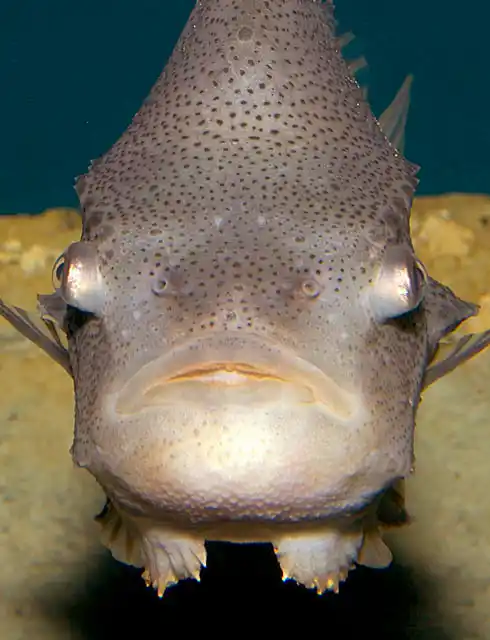 Lumpsucker (Cyclopterus lumpus)