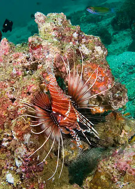 Ragged-finned Lionfish (Pterois antennata) in typical defensive posture; head down with spines extended.