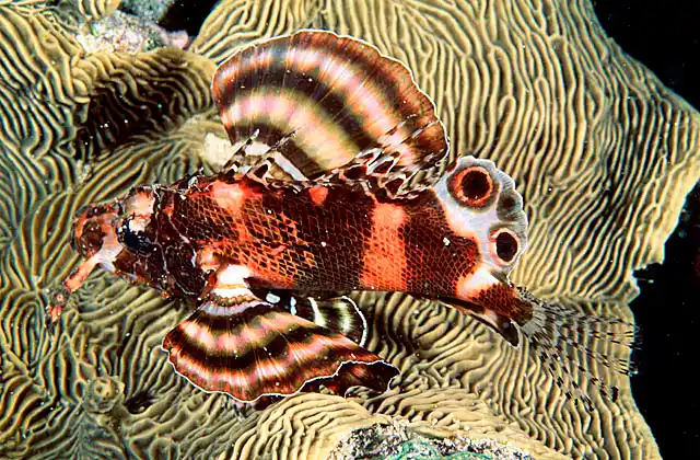 Twinspot Lionfish (Dendrochirus biocellatus)