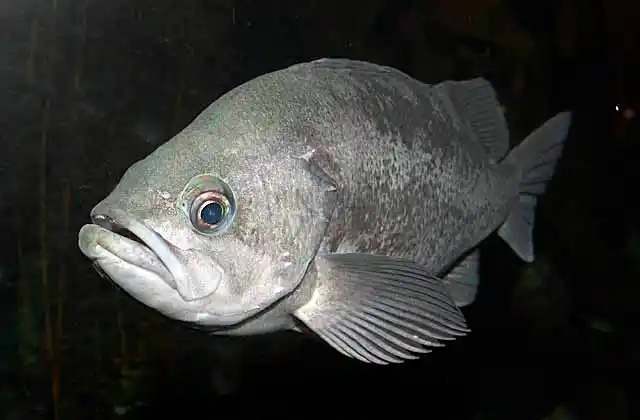 Widow Rockfish (Sebastes entomelas)