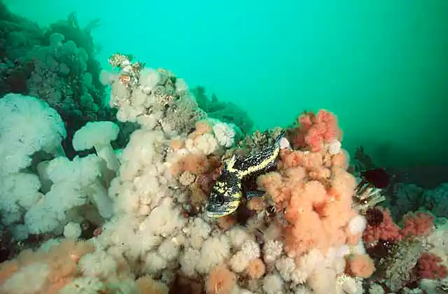 China Rockfish (Sebastes nebulosus) among Plumose Anemones.