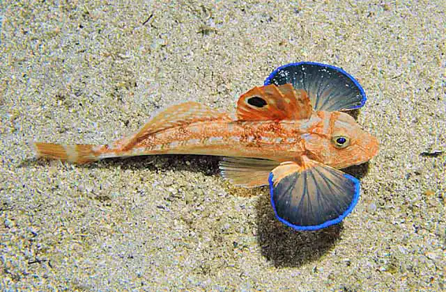Eastern Spiny Gurnard (Lepidotrigla pleuracanthica) Threat display showing false eye ocellus on dorsal fin.