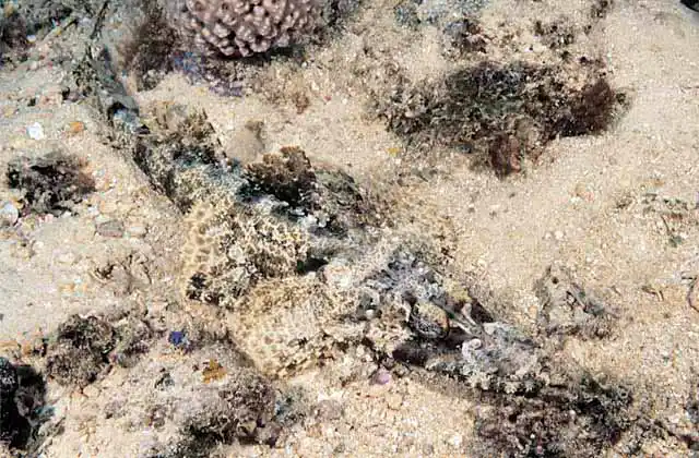 Crocodile Fish (Cymbacephalus beauforti) Camouflaged ambush hunter.