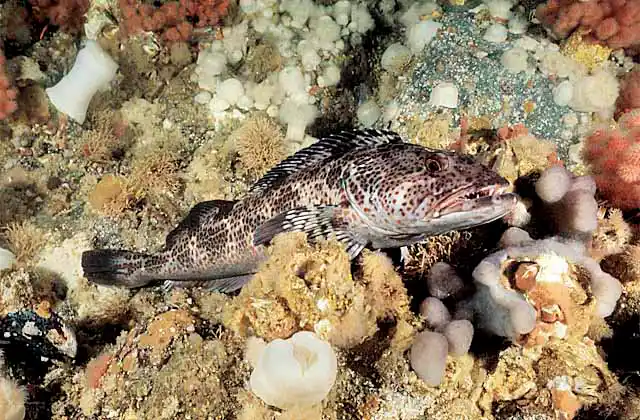 Lingcod (Ophiodon elongatus)