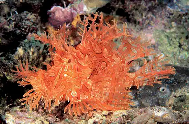 Lacy Scorpionfish (Rhinopias aphanes) Rare orange colouration.
