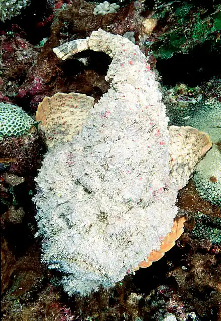 Reef Stonefish (Synanceia verrucosa) Poisonous spines inflict extreme agony. Camouflage. Ambush feeder.