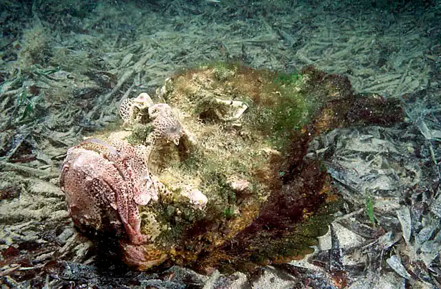 Estuarine Stonefish (Synanceia horrida) Agonising sting from dorsal spines can be fatal.