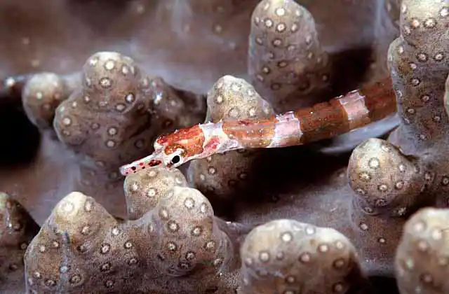 Brown-banded Pipefish (Corythoichthys amplexus)