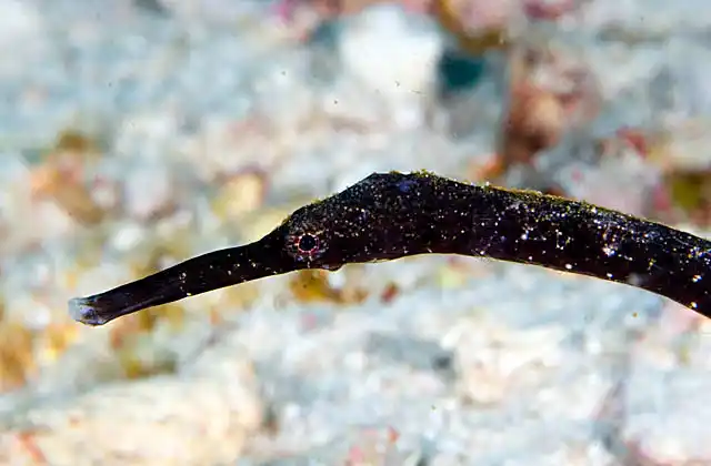 Double-ended Pipefish (Trachyrhamphus bicoarctatus)