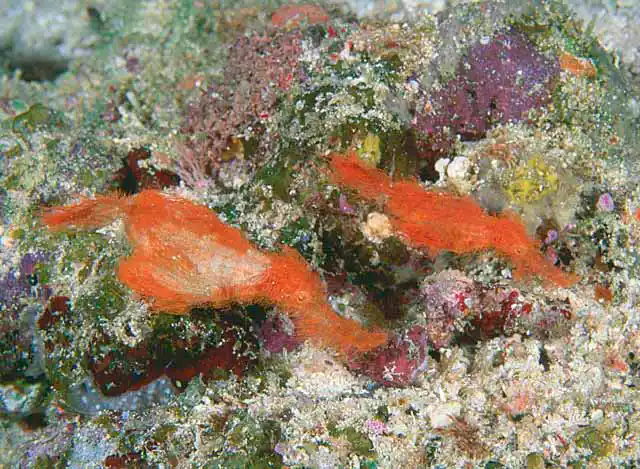 Hairy Ghost Pipefish (Solenostomus halimeda) Large female with smaller male. Rare and cryptic. Imitates red algae found on coral rubble.