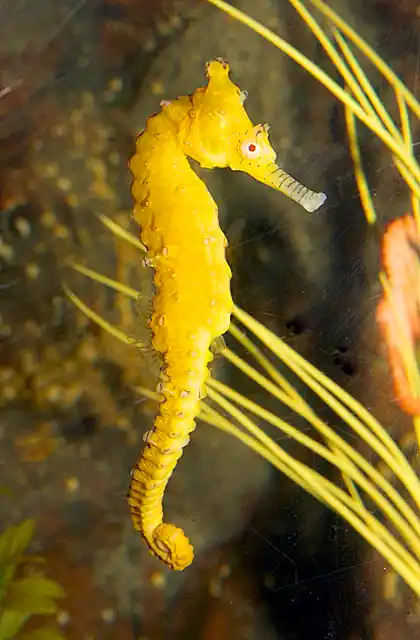 Long Snout Seahorse (Hippocampus elongatus) Mature adult in yellow colour variation.
