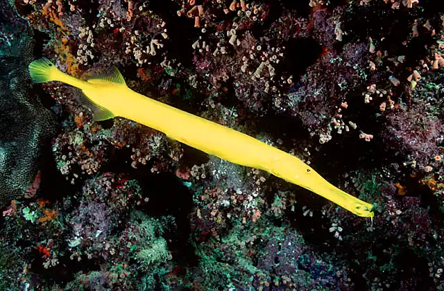 Trumpetfish (Aulostomus chinensis) in yellow phase.