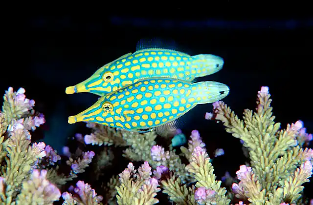 Beaked Leatherjackets (Oxymonacanthus longirostris)