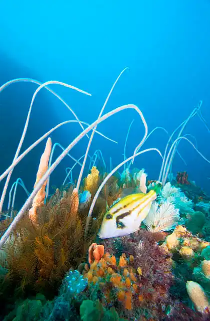 Brown-striped Leatherjacket (Meuschenia australis) foraging among Whip Corals (Primnoella australasiae), sponges and other sessile marine life on temperate deep reef.