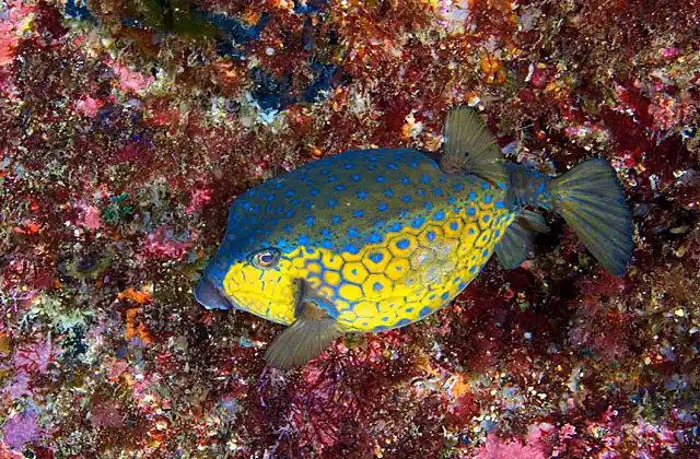 Immaculate Boxfish (Ostracion immaculatus) feeding on sessile animals on rocky reef.