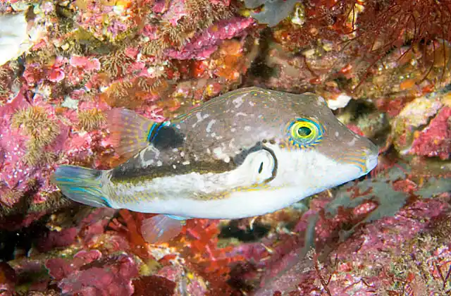 Brown-lined Puffer (Canthigaster rivulata)