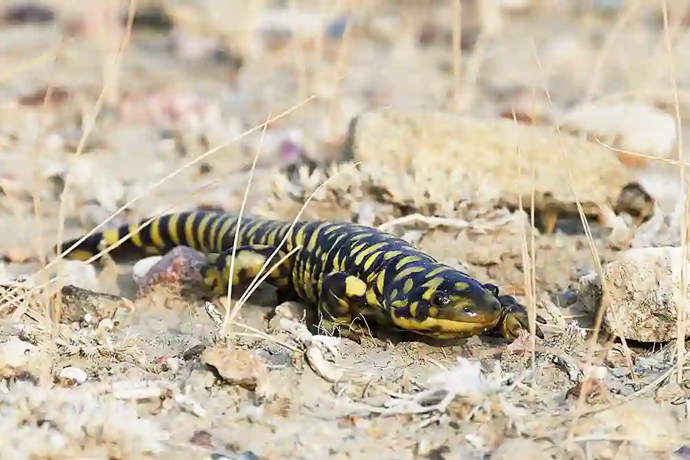 Barred Tiger Salamander (Ambystoma mavortium melanostictum)