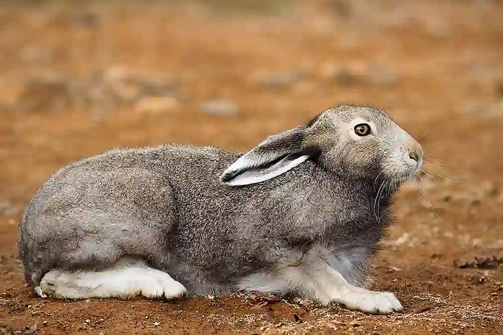Arctic Hare (Lepus arcticus) in summer coat.