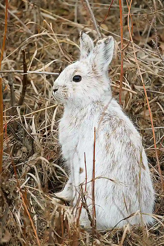 Snowshoe Hare (Lepus americanus) in springtime with winter coat.