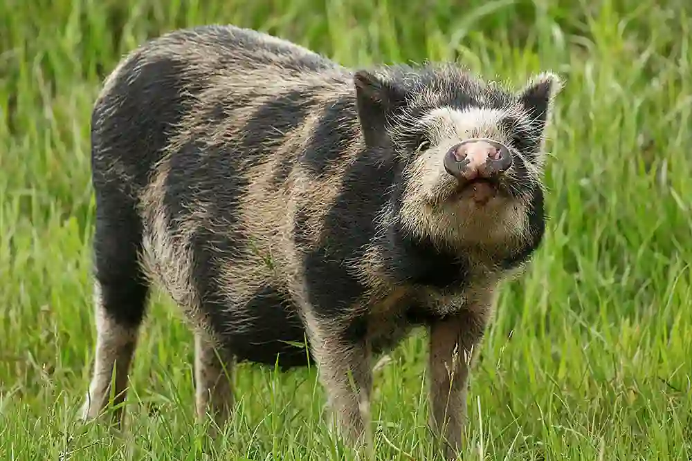 Potbellied Pig (Sus scrofa)