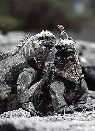 Marine Iguanas (Amblyrhynchus cristatus) with Lava Lizard (Microlophus albemarlensis) on its head. Lava Lizard uses extra height to spot insect prey.