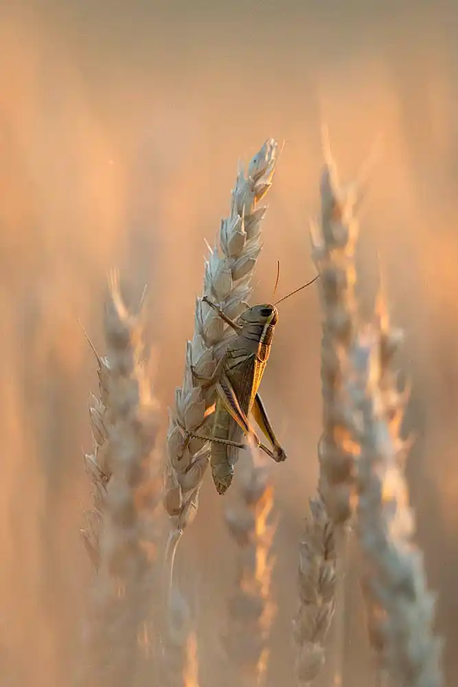 Packard's Grasshopper (Melanoplus packardii) on ear of wheat.