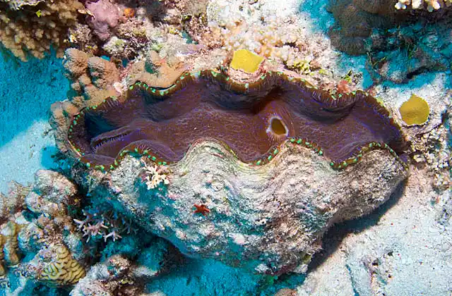 Smooth Giant Clam (Tridacna derasa)