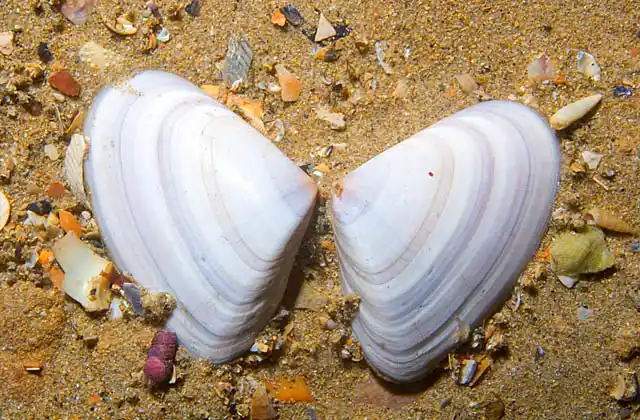 Pipi (Donax deltoides) shell. Common shallow water bivalve often used as bait by shore fishers.